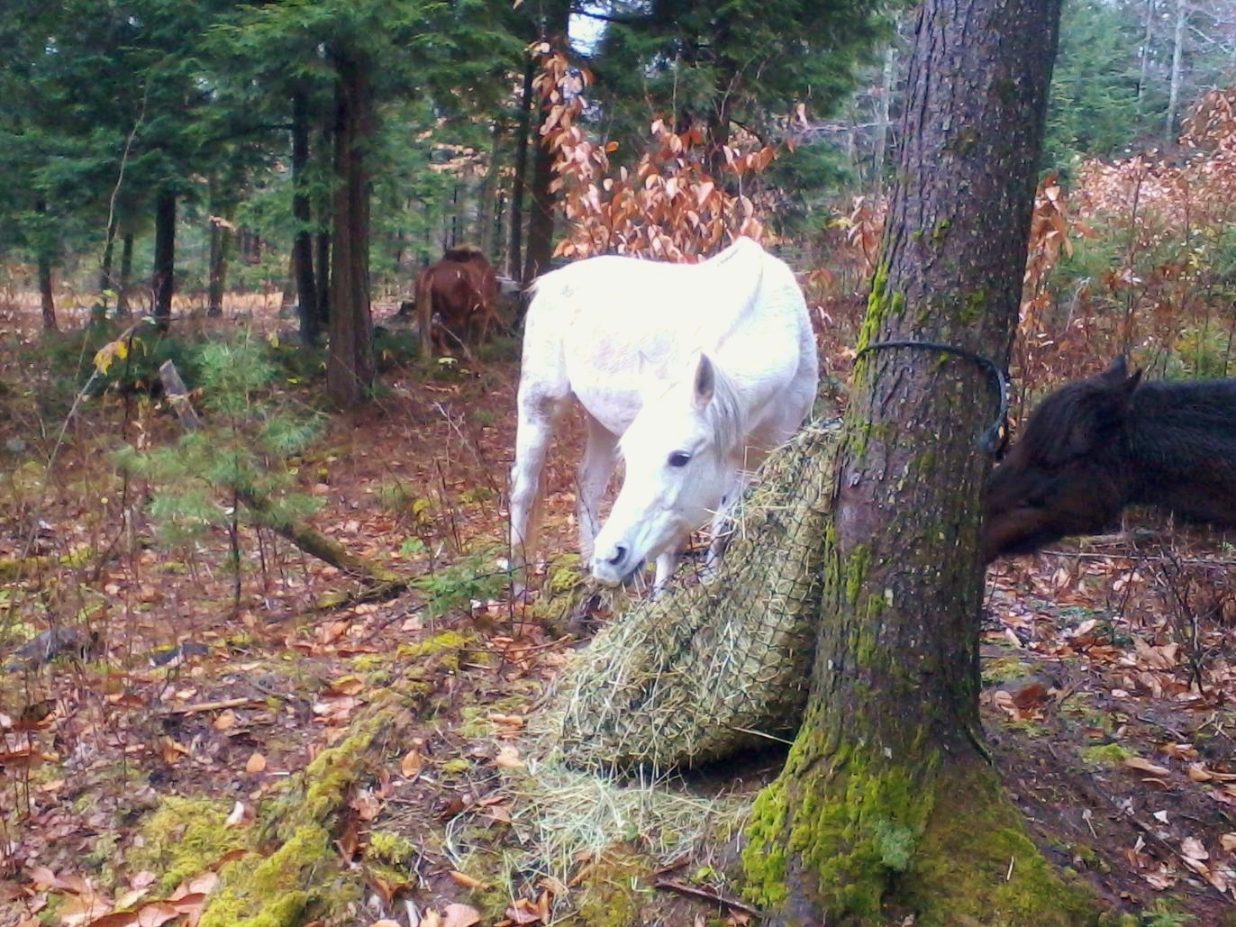 Farmed And Dangerous Slow Feed Hay Nets